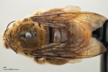 Media type: image;   Entomology 816434 Aspect: habitus dorsal view